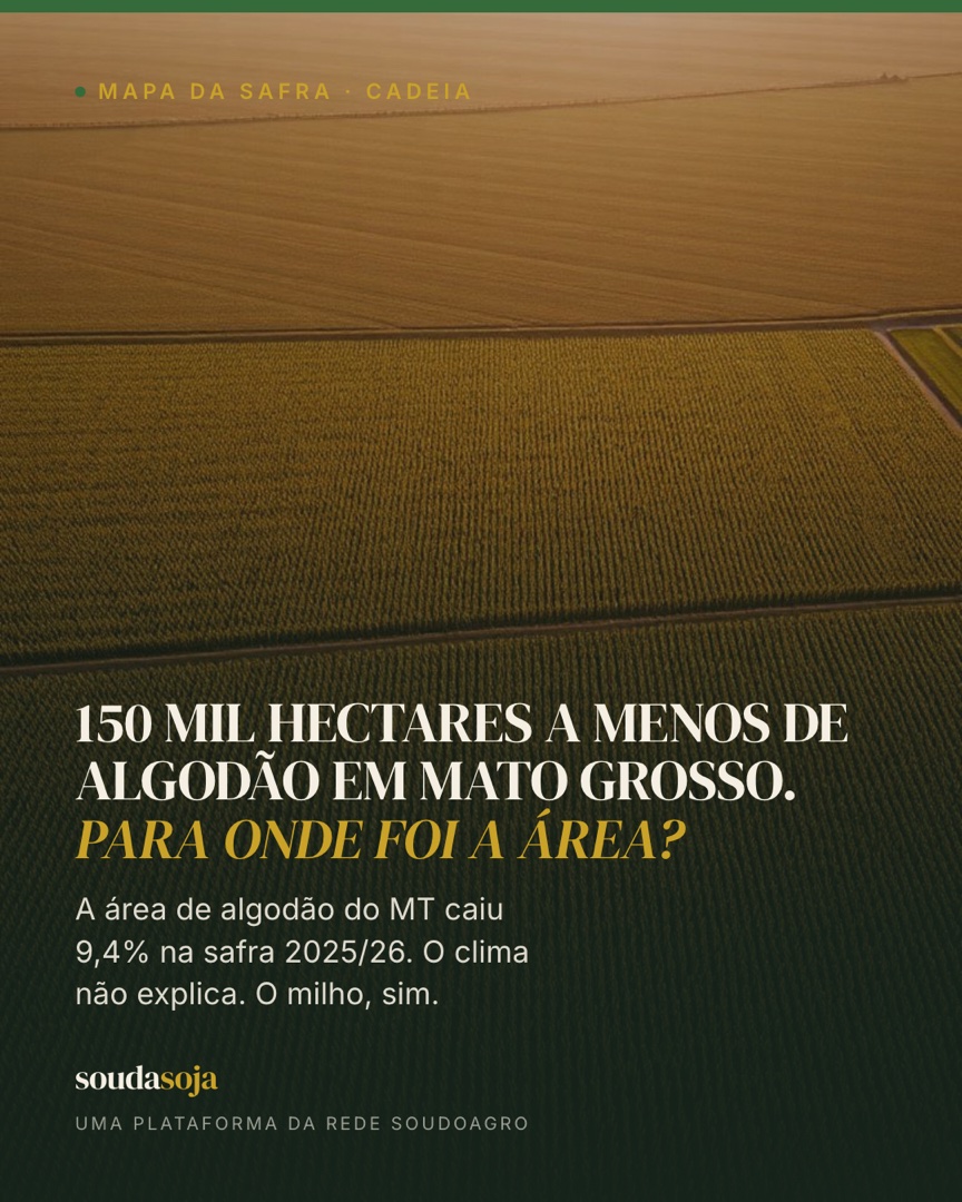 150 mil hectares a menos de algodão em mato grosso. para onde foi a área?