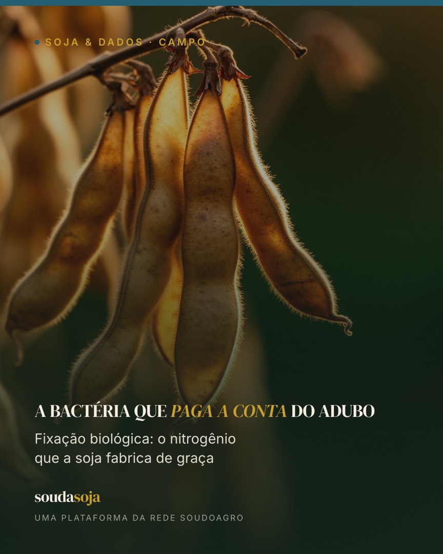 A bactéria que paga a conta do adubo