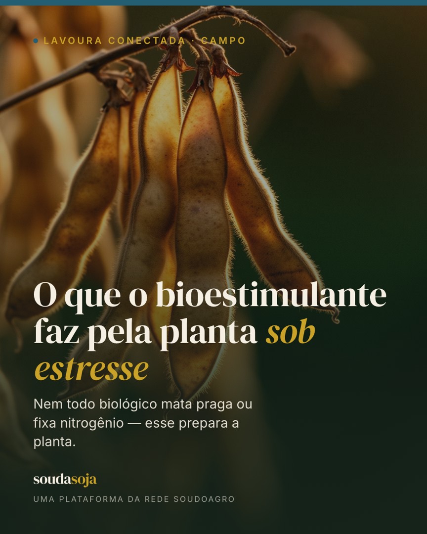 Bioestimulante: o que micro-organismos fazem pela planta sob estresse