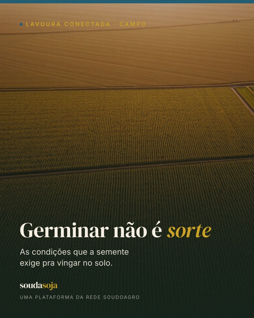 Germinar não é sorte: as condições que a semente exige pra vingar