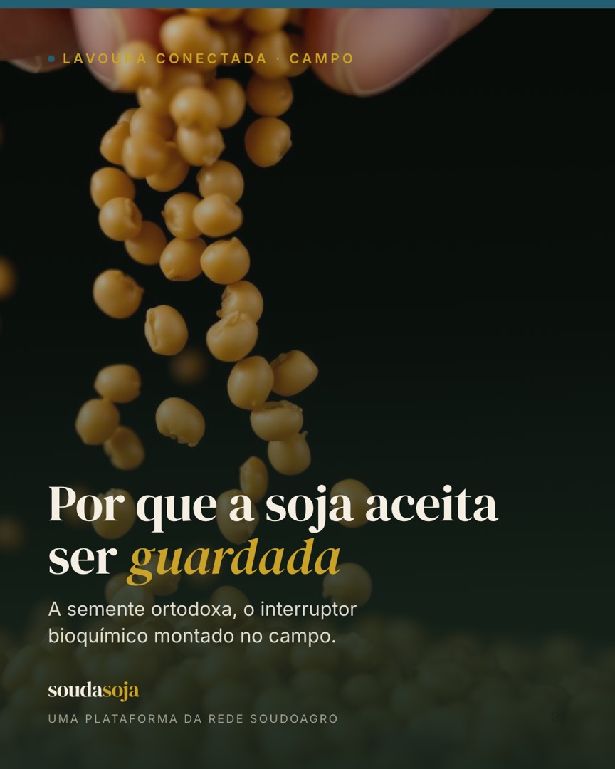 Semente ortodoxa: por que a soja aceita ser guardada — e o que pode dar errado