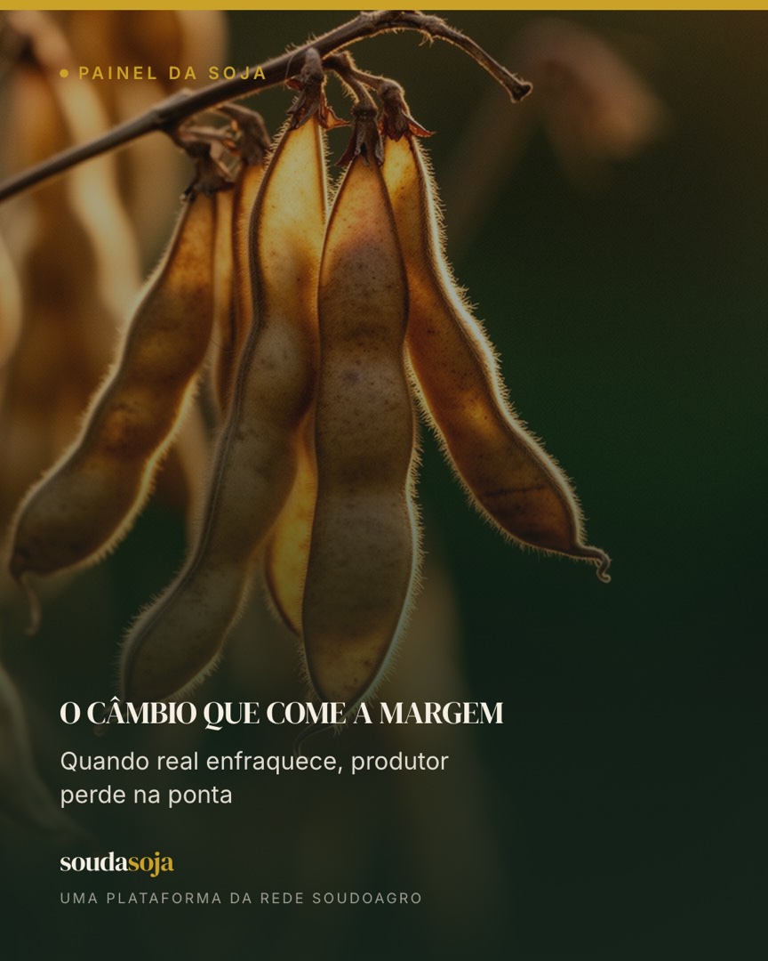 O câmbio que come a margem