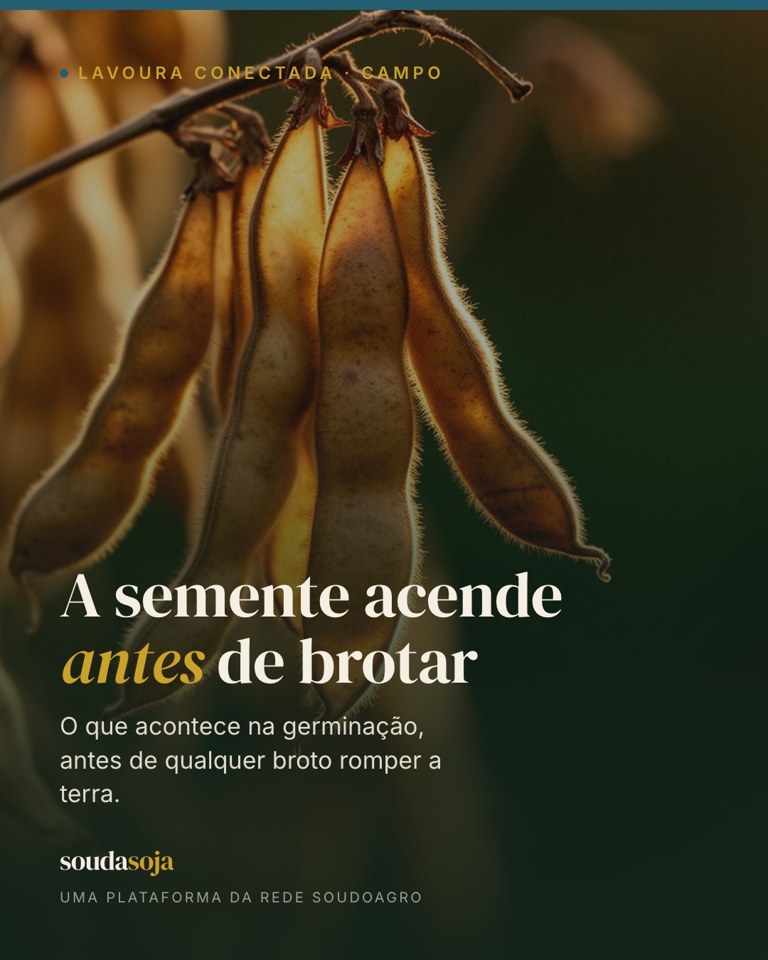 Antes de qualquer broto romper a terra, a semente já está trabalhando — e gastando energia