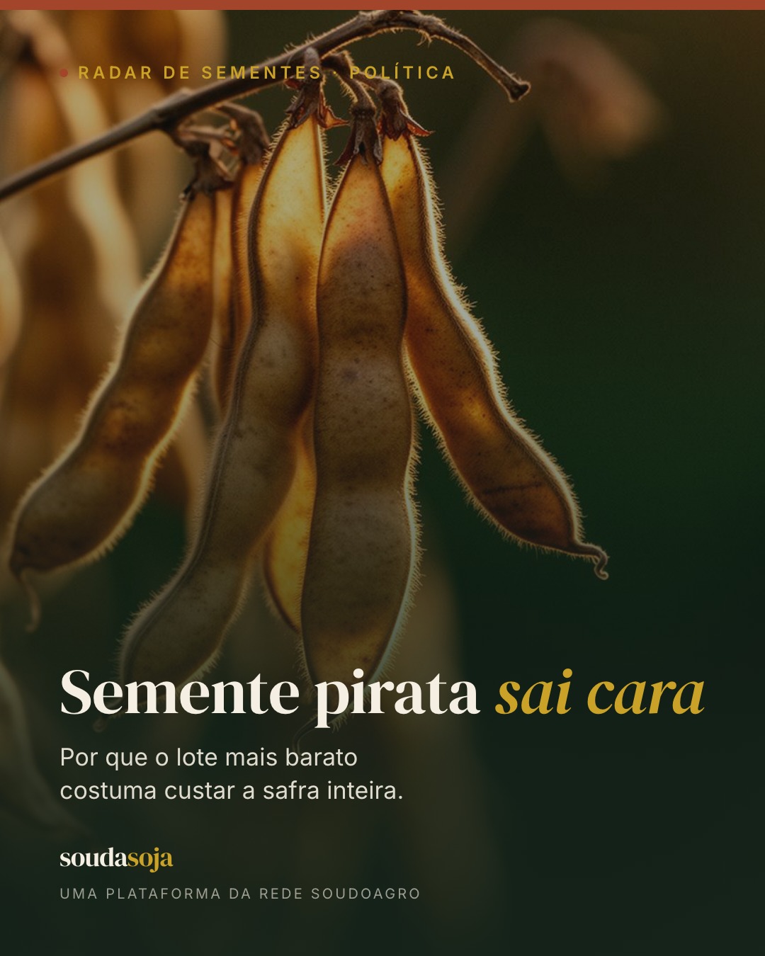 Estima-se que um terço de toda a semente de soja usada no país venha do mercado informal. 